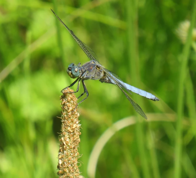 karcsú pásztorszitakötő - Orthetrum coerulescens