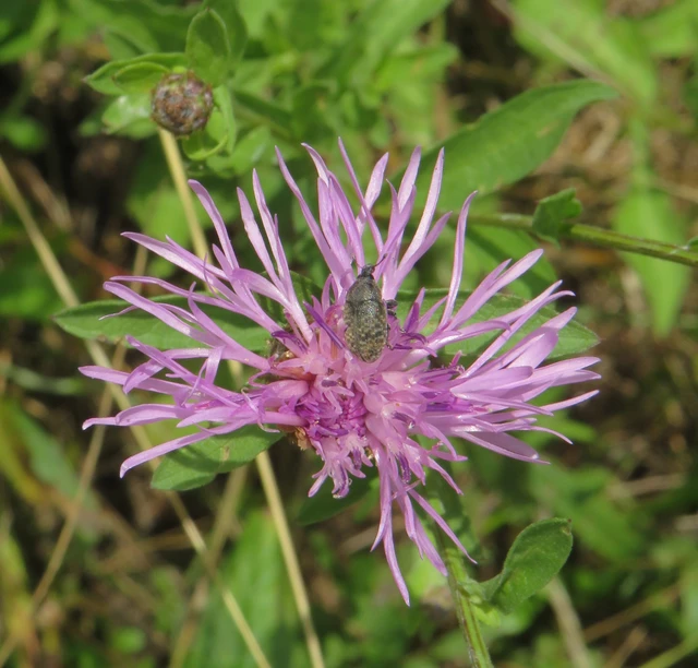 Larinus obtusus - imola-púderbarkó