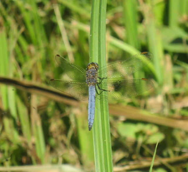 Orthetrum coerulescens - karcsú pásztorszitakötő