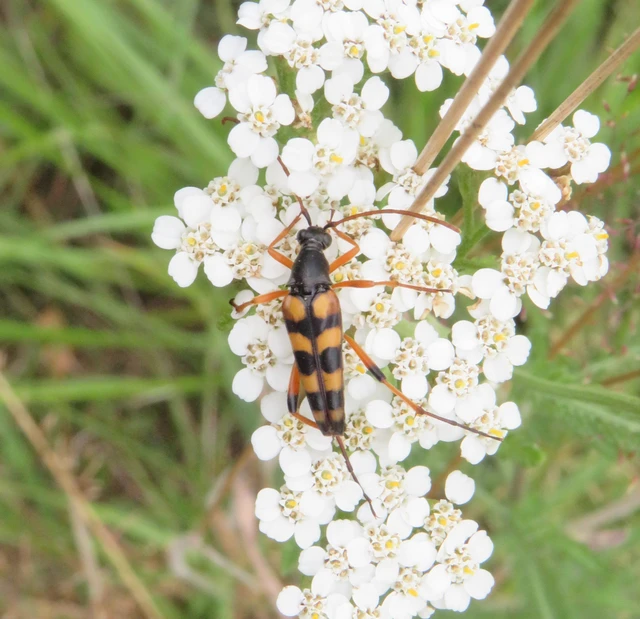nyurgacincér - Strangalia attenuata