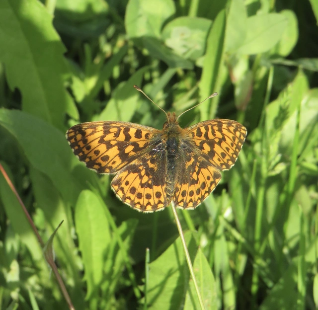 kis gyöngyházlepke - Boloria dia