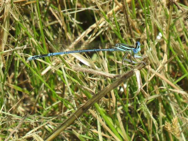 Platycnemis pennipes - széleslábú szitakötő
