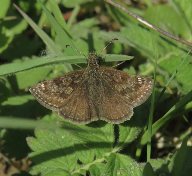 cigánylepke - Erynnis tages