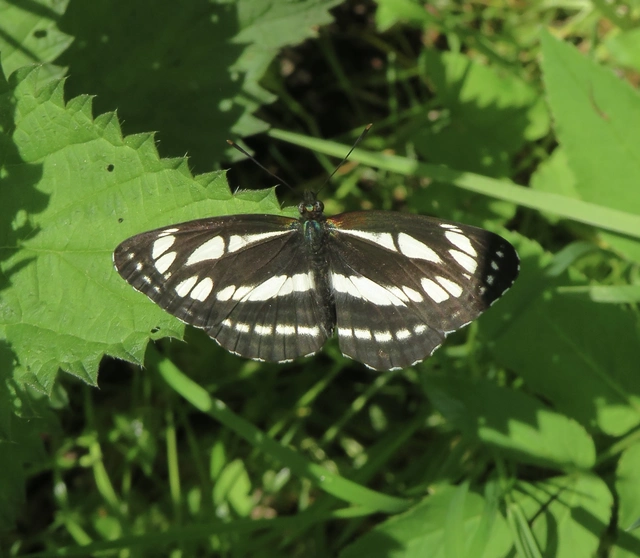 kis fehérsávoslepke - Neptis sappho