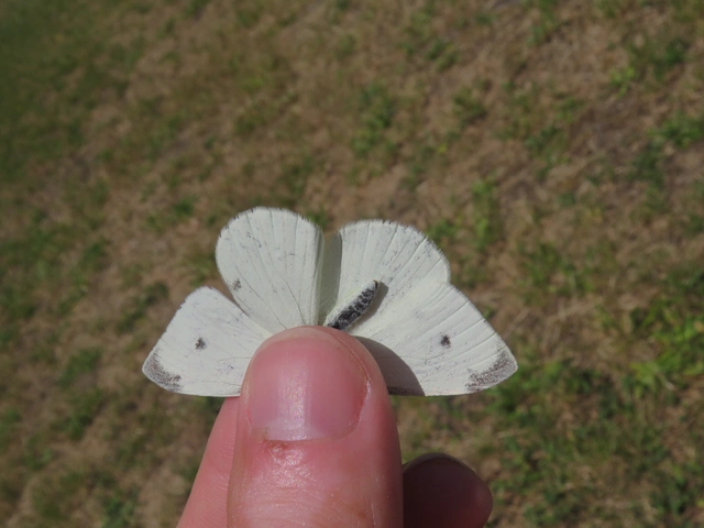 Pieris rapae - répalepke