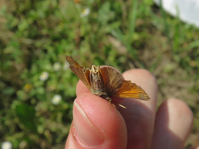 Thymelicus sylvestris - barna busalepke