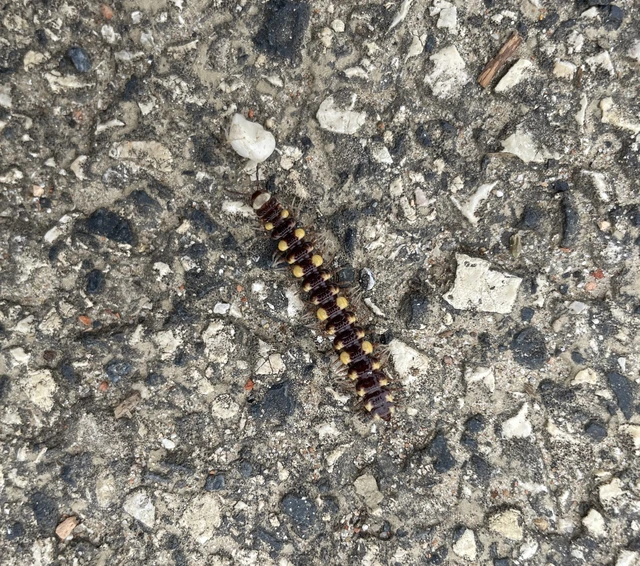 Polydesmus collaris - sárganyakú ikerszelvényes