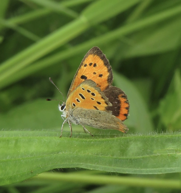 Lycaena phlaeas - közönséges tűzlepke