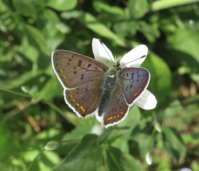 Lycaena tityrus - barna tűzlepke