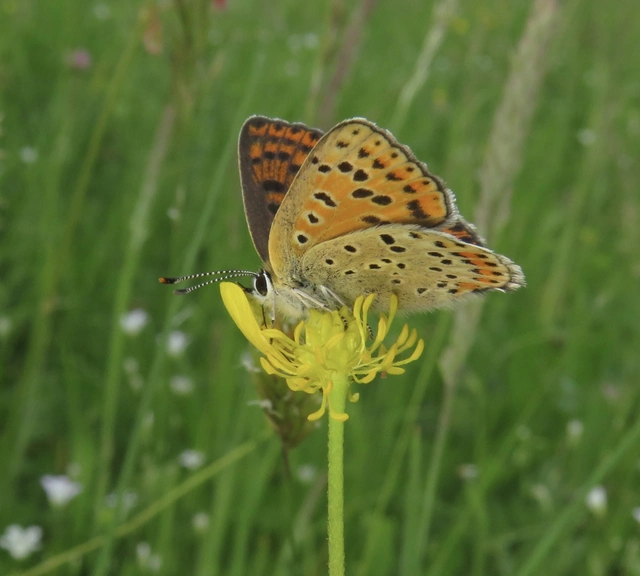 Lycaena tityrus - barna tűzlepke