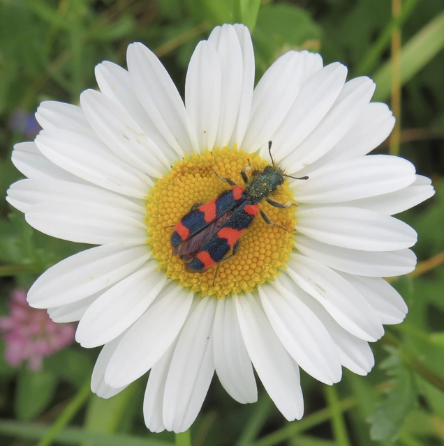 hatfoltos méhészbogár - Trichodes favarius