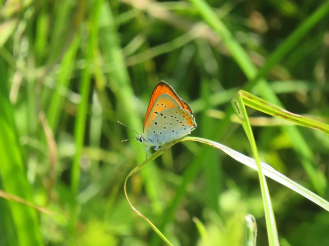 Lycaena dispar rutilus - nagy tűzlepke