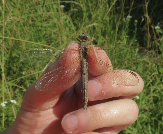 Orthetrum coerulescens - karcsú pásztorszitakötő