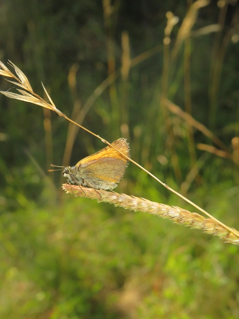 Thymelicus sylvestris - barna busalepke
