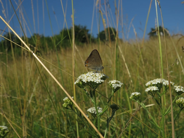Satyrium acaciae - akác-csücsköslepke