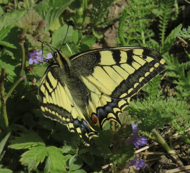 Papilio machaon - fecskefarkú lepke