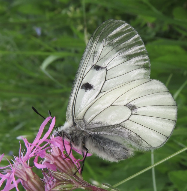 kis apollólepke - Parnassius mnemosyne