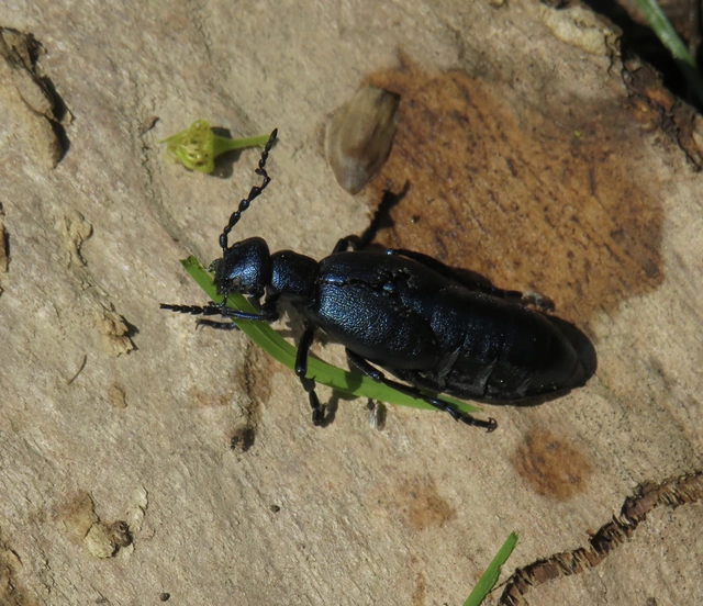 kék nünüke - Meloe violaceus