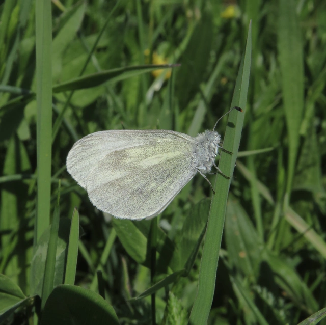 mustárlepke - Leptidea sinapis