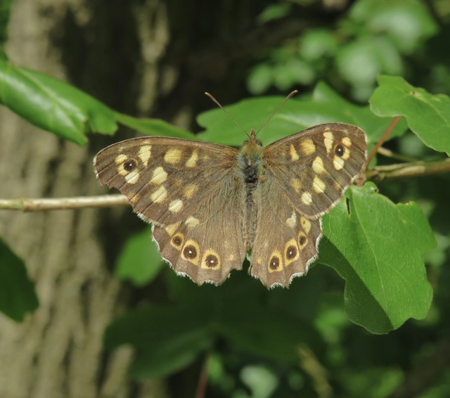 erdei szemeslepke - Pararge aegeria tircis