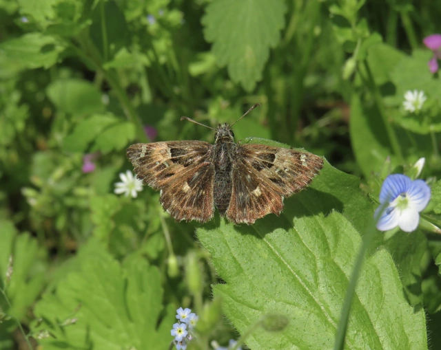 Carcharodus alceae - mályva-busalepke