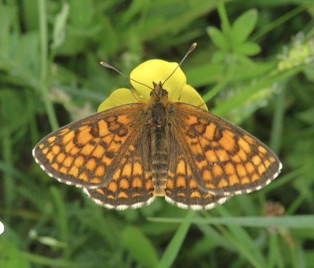 Melitaea athalia - közönséges tarkalepke