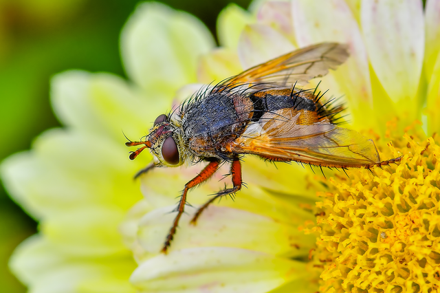 Diptera - Kétszárnyúak