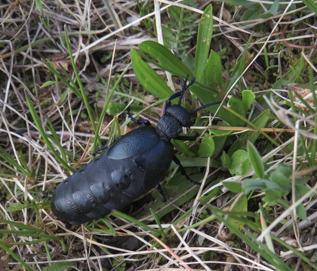 Meloe cicatricosus - óriásnünüke