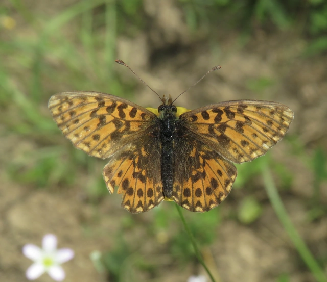 Boloria dia - kis gyöngyházlepke