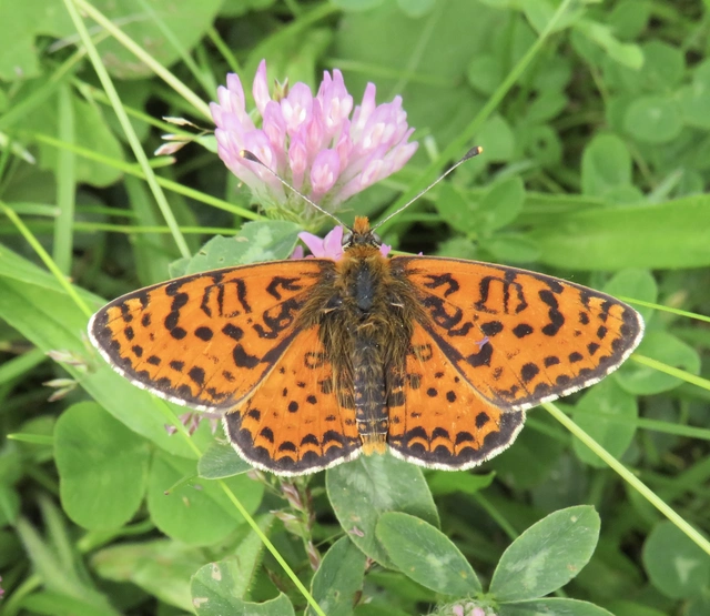Melitaea didyma - tüzes tarkalepke