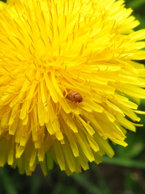 gyömbérgyökérbogár - Byturus ochraceus