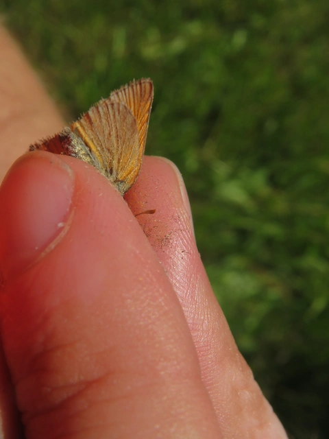 Thymelicus sylvestris - barna busalepke