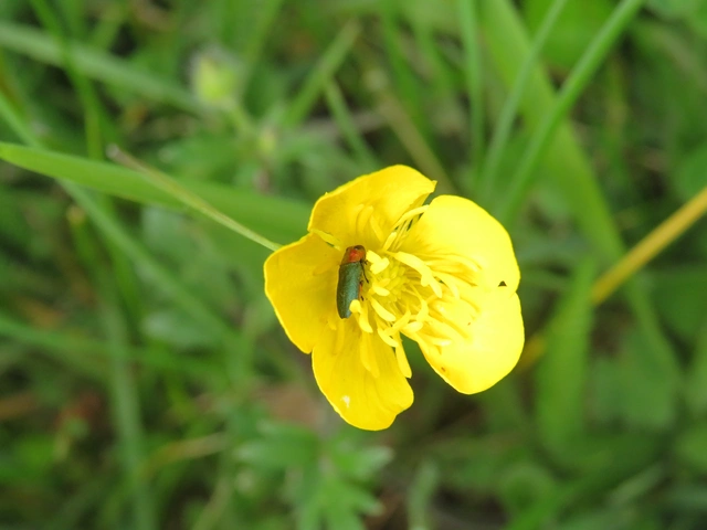ragyogó virágdíszbogár - Anthaxia nitidula