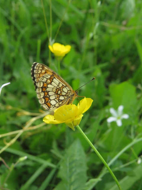 Melitaea athalia - közönséges tarkalepke