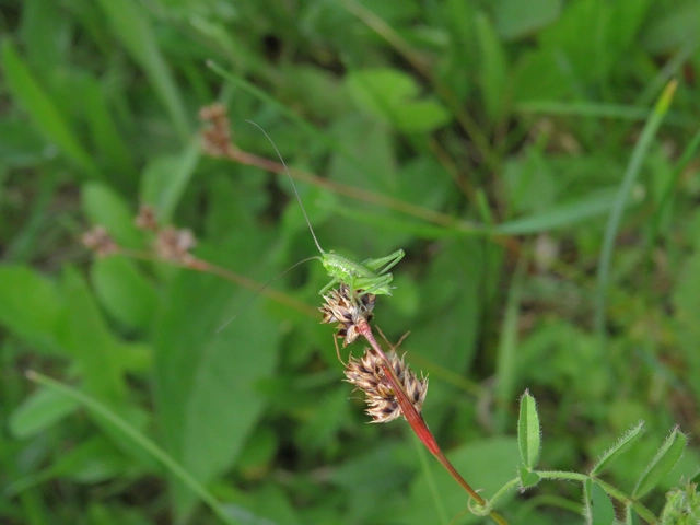Tettigonia