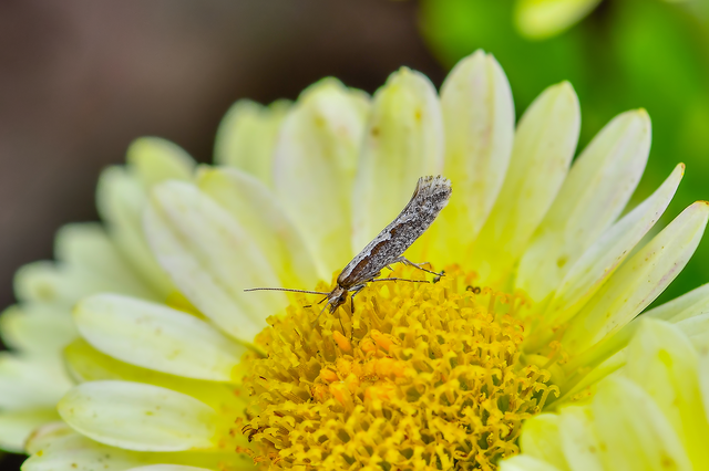 Plutella xylostella - káposztamoly