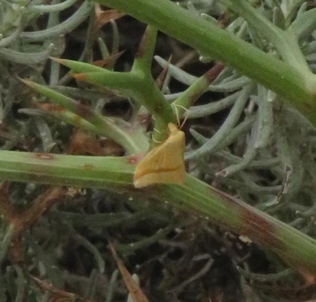 rózsacsíkos araszoló - Rhodometra sacraria