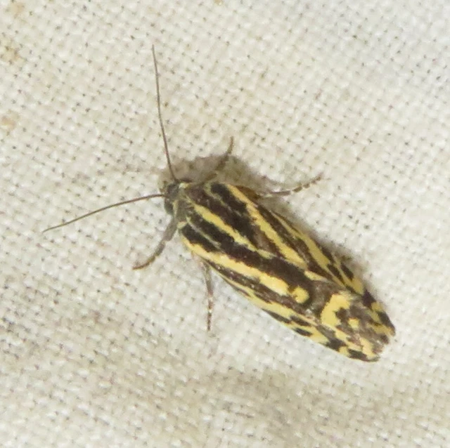 Emmelia trabealis - zebrabagoly