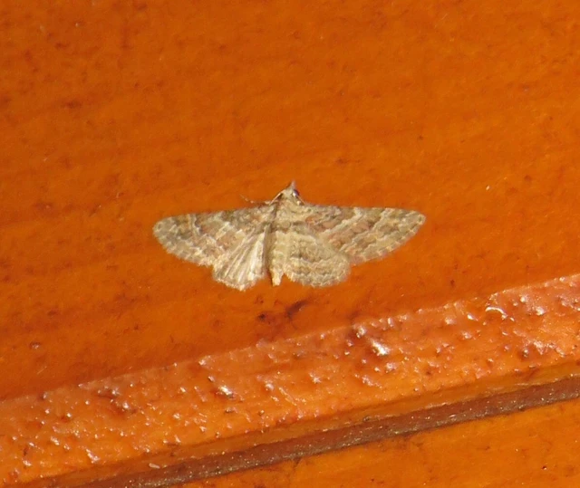 Gymnoscelis rufifasciata - vöröscsíkos törpearaszoló
