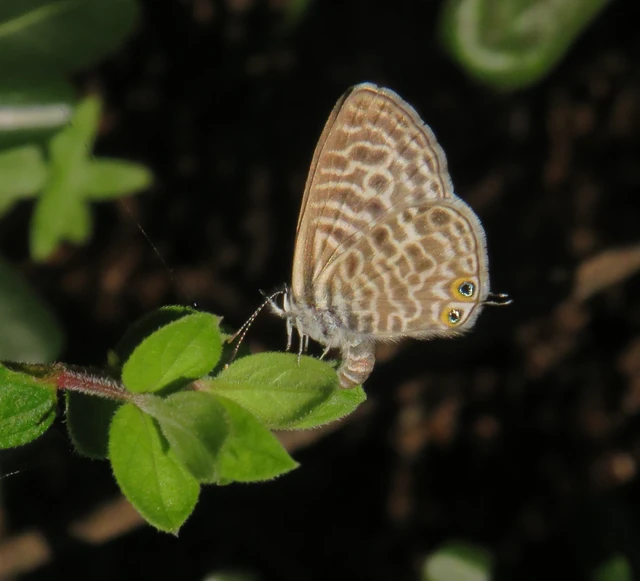 déli boglárka - Leptotes pirithous