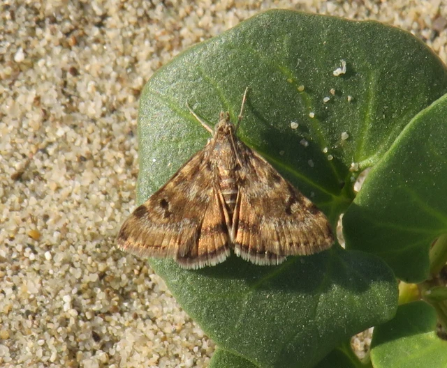 articsókaevő tűzmoly - Aporodes floralis