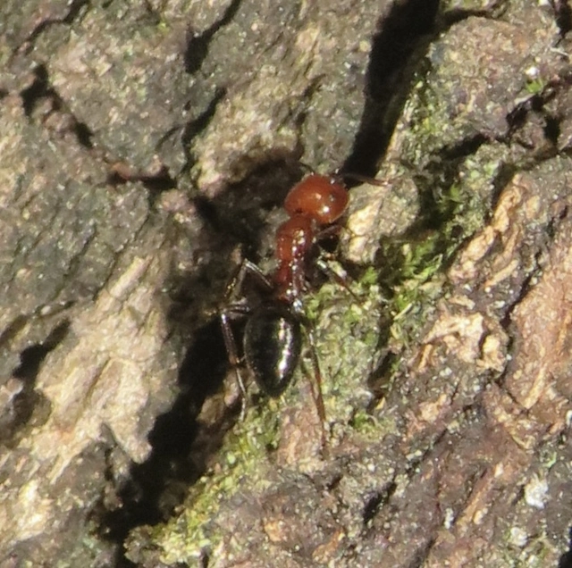 vörös lóhangya - Camponotus lateralis