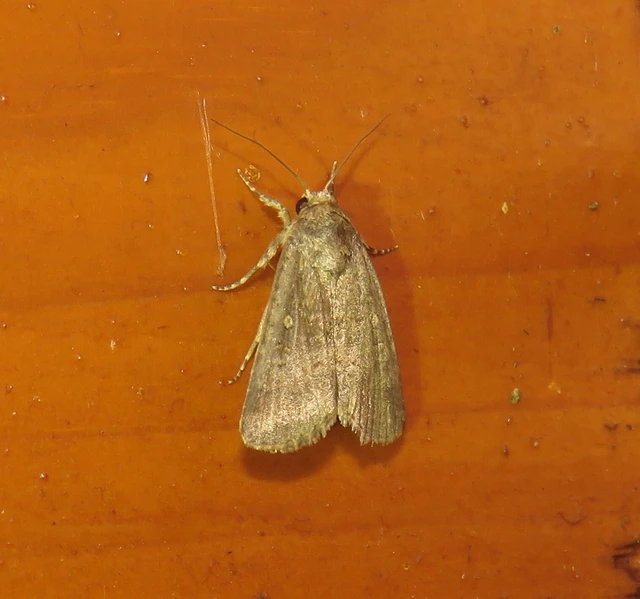 Spodoptera cilium