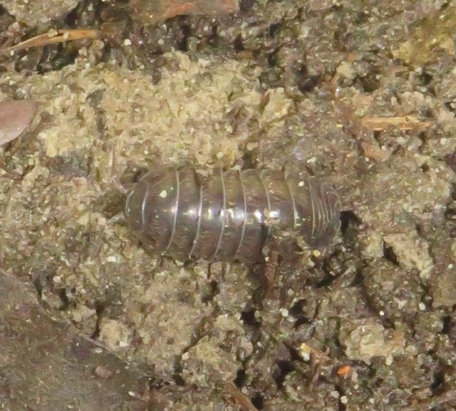 Isopoda - Ászkarákok
