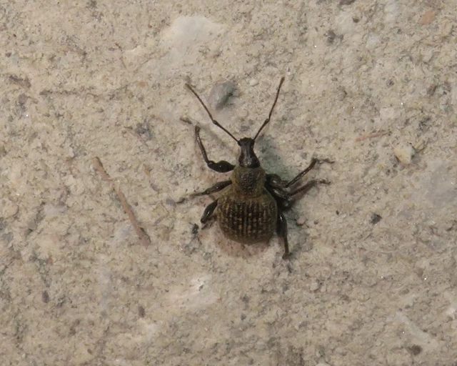 Otiorhynchus armadillo - katonás gyalogormányos