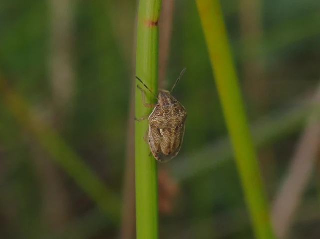 Neottiglossa Neottiglossa