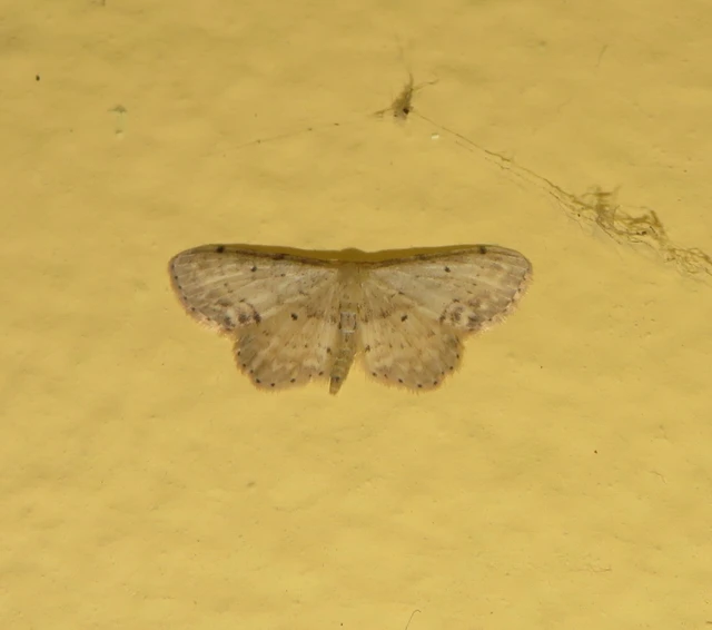gyakori apróaraszoló - Idaea dimidiata