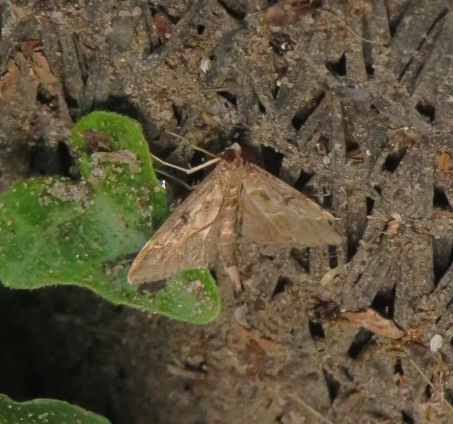 pontusi tűzmoly - Duponchelia fovealis