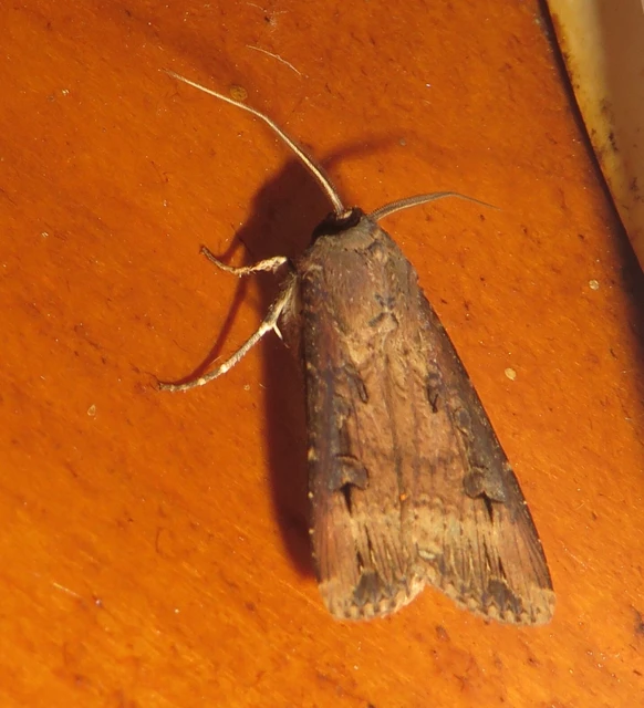 Agrotis ipsilon - nagy földibagoly
