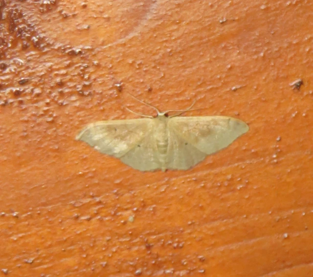 Idaea degeneraria - barnasávos araszoló